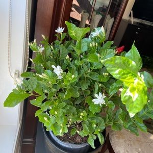 Meet your Posher, Mona